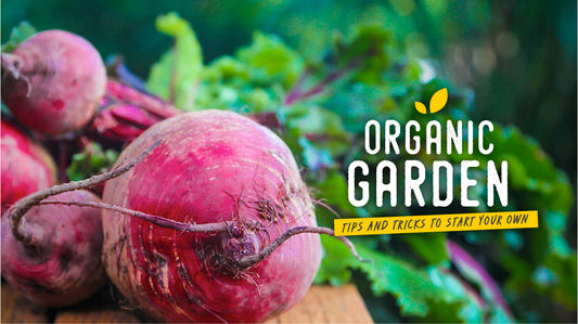 How to Start Your Own Organic Garden